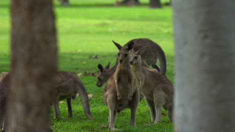 a group of young kangaroos play in a field in australia