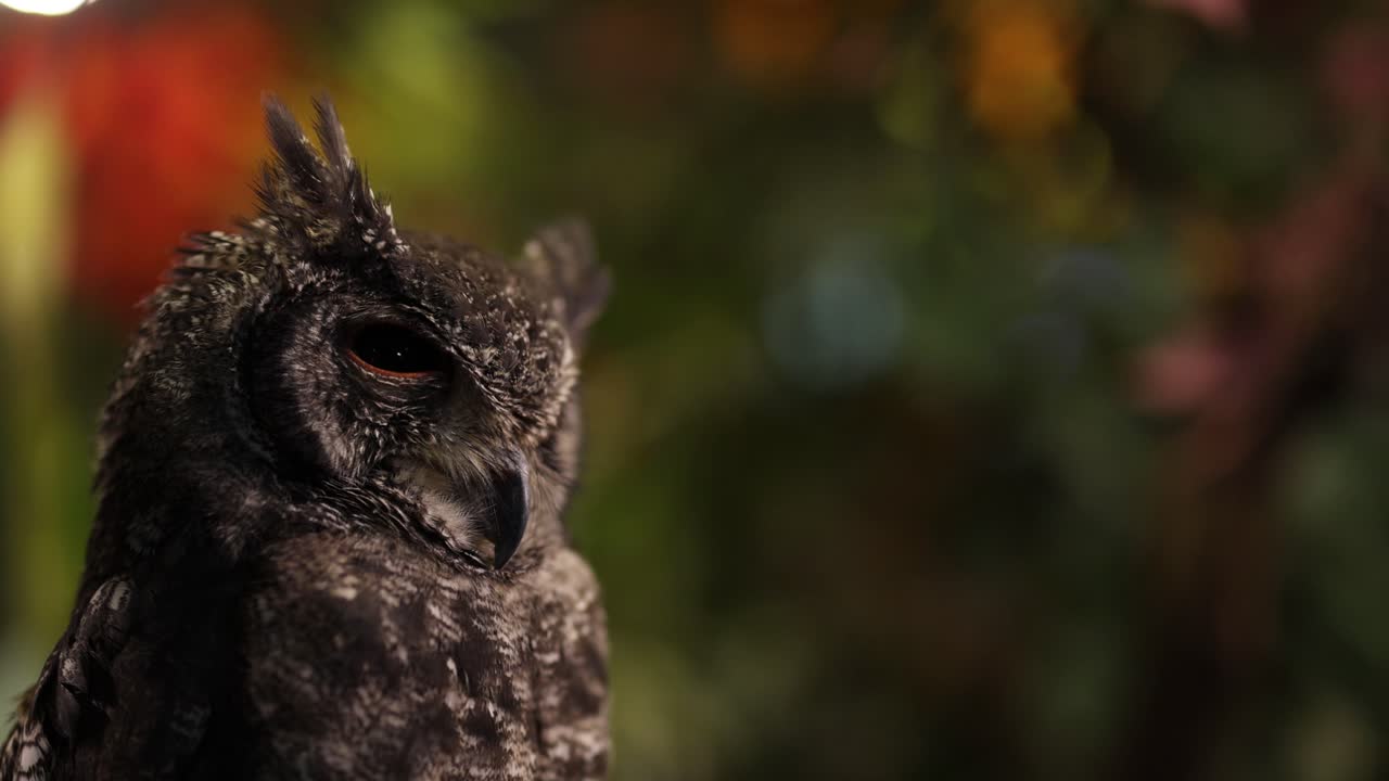 el búho se alza, gira la cabeza, el fondo es colorido.
