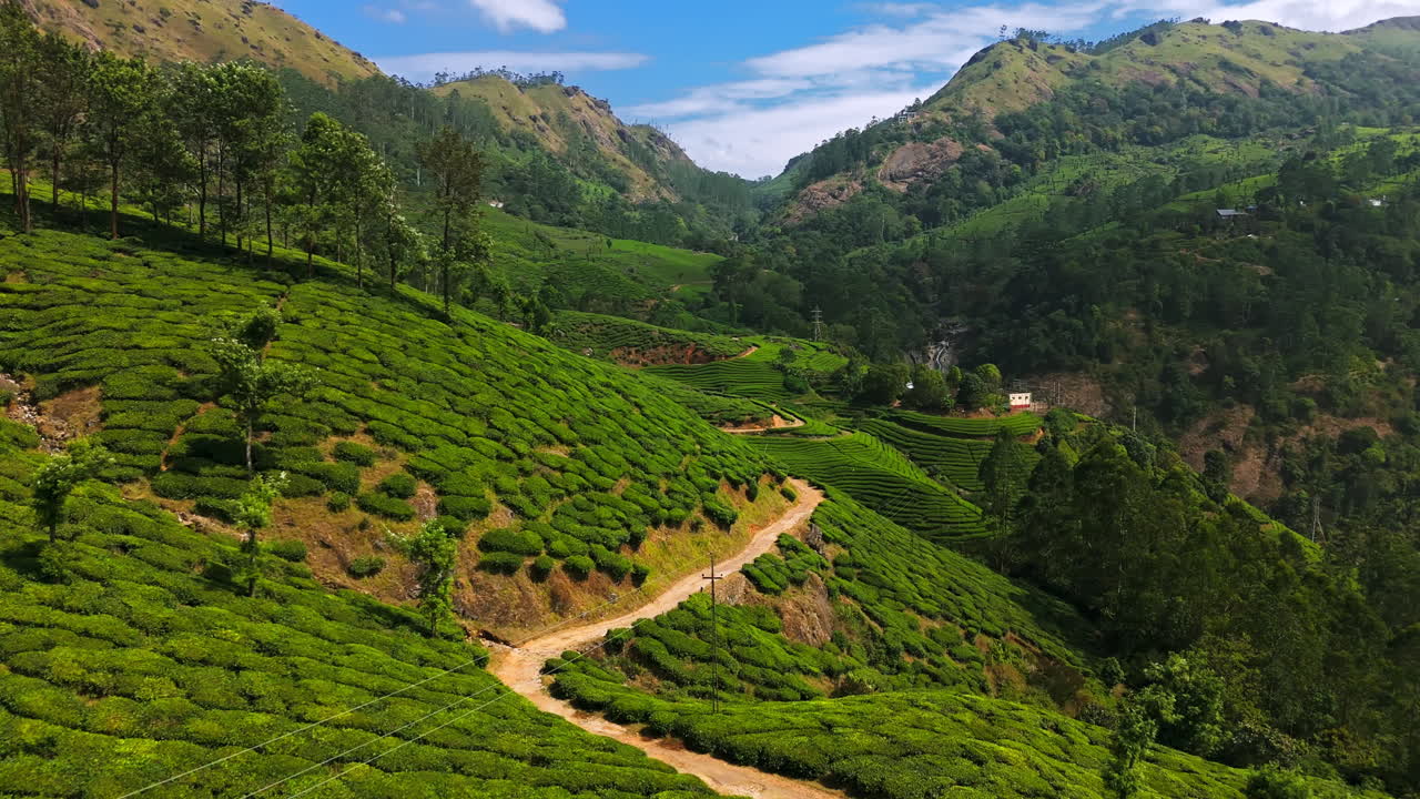 Aerial view flying over a road in middle of tea fields in sunny Munnar, India
