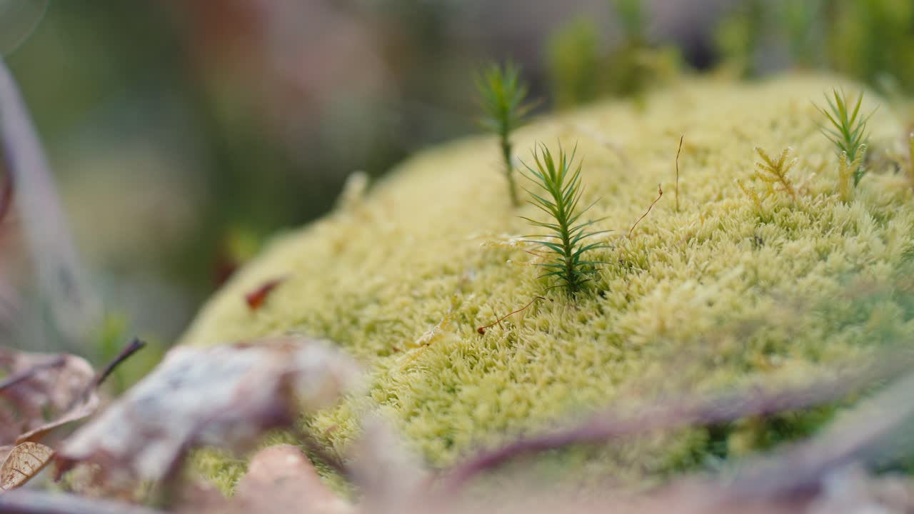 Detailní záběr zblízka na svěží zelený mechový koberec na lesní půdě. Přírodní makro zobrazující jemnou texturu a miniaturní růst rostlin v lese