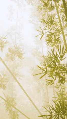 bamboo forest in fog