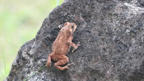 Roter-Frosch---Rock---Entspannend