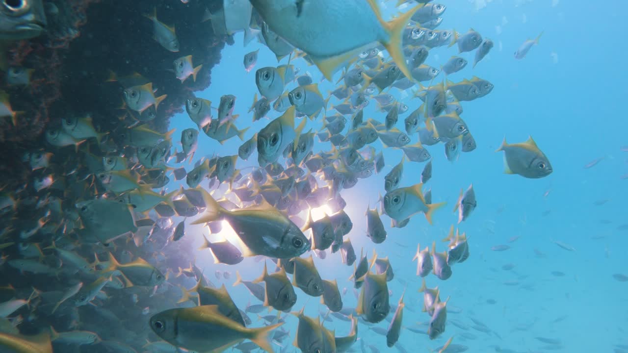 A scuba diver operating an underwater camera set-up attached with bright lights slowly appears through a large school of darting fish as he captures and records the underwater action
