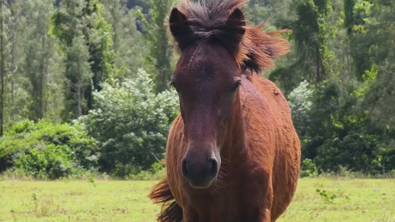 caballo marrón en un campo