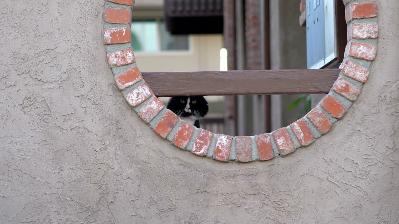 재미있는 고양이는 4k 느린 동작 60fps에서 카메라를 조심스럽게보고 있습니다.