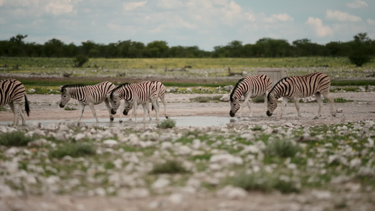 Zebras at a waterhole in Africa