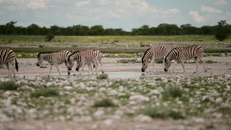zebras at a waterhole in africa