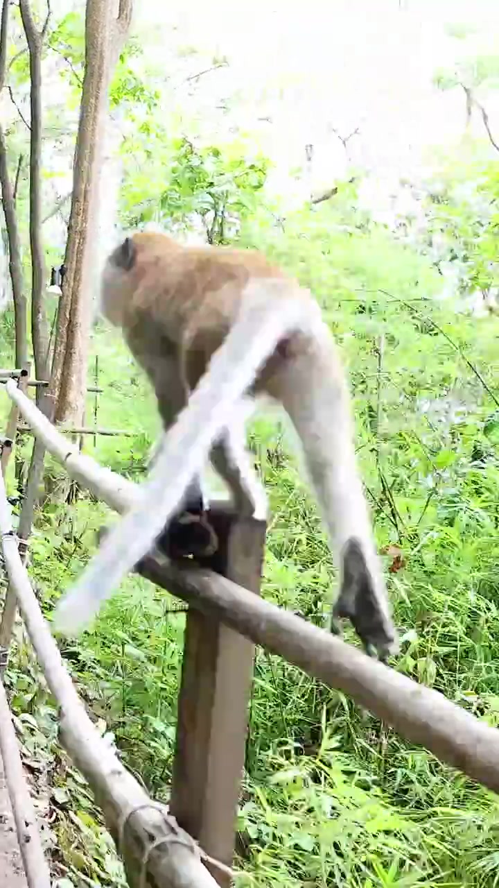 豊かなクラビの森の道を進む猿