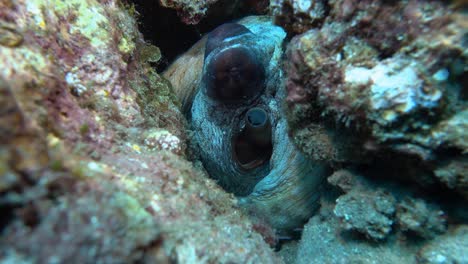 octopus-hiding-in-between-corals