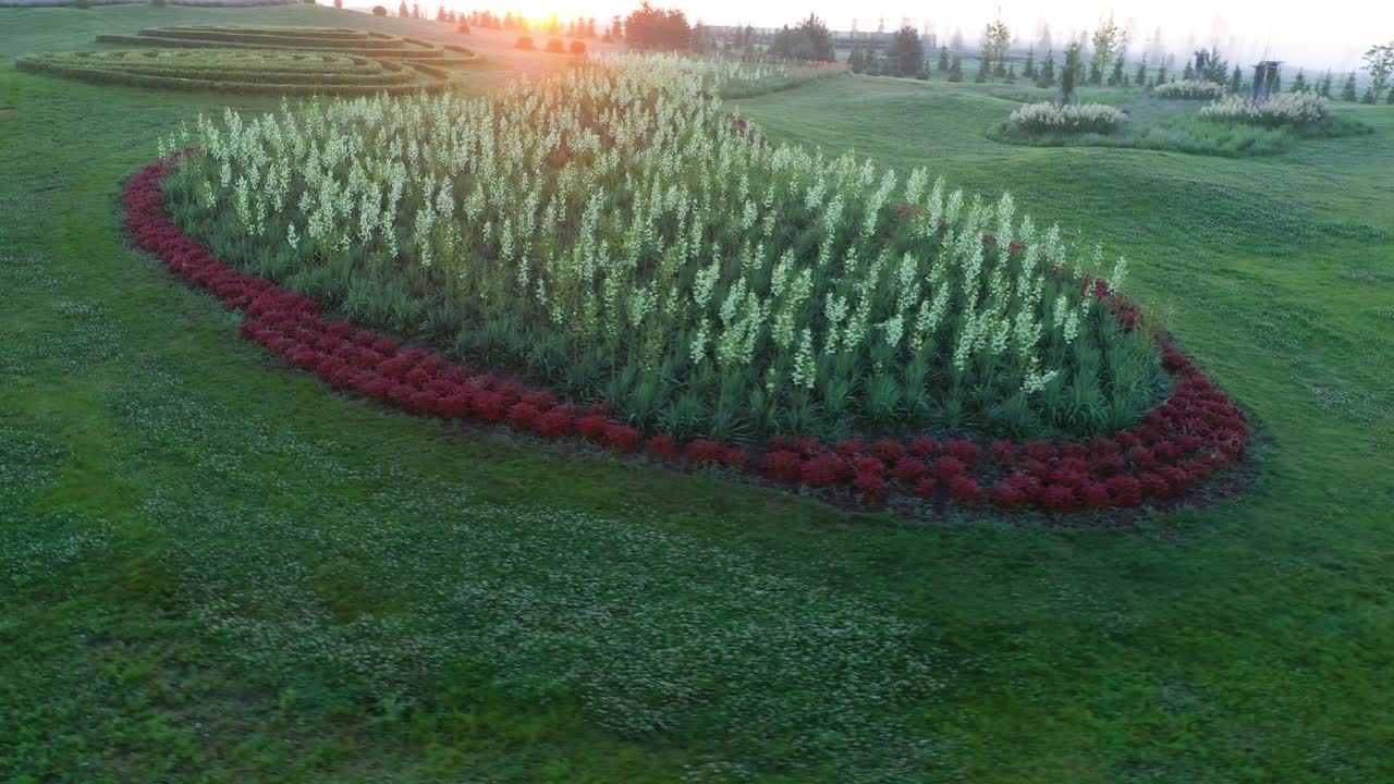 Yucca flowers on a green lawn in the park.