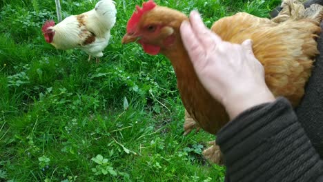 a woman is stroking the chicken.