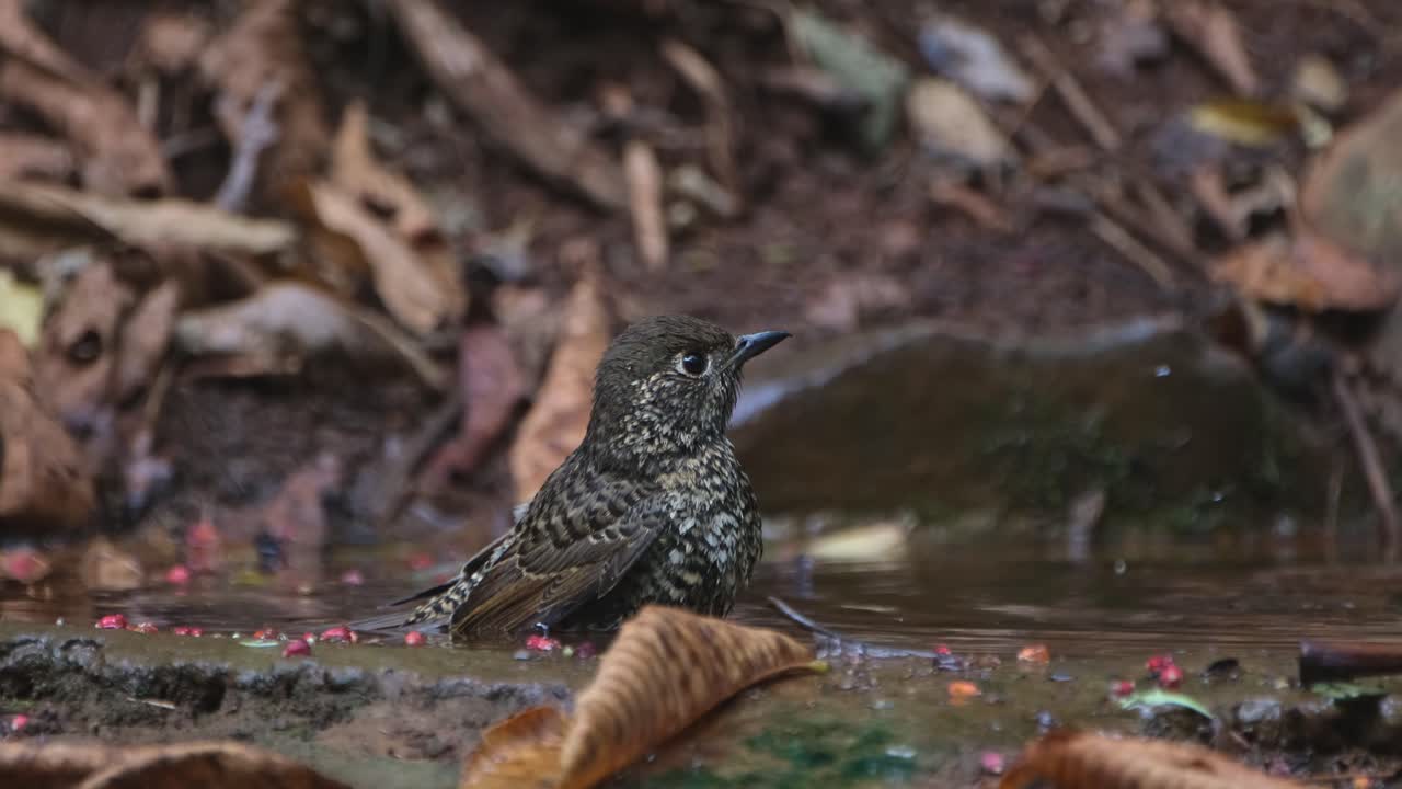 tomando un baño sacudiendo sus alas y plumas en el agua mientras la cámara se aleja y se desliza hacia la izquierda, el tordo de roca de garganta blanca monticola gularis, tailandia