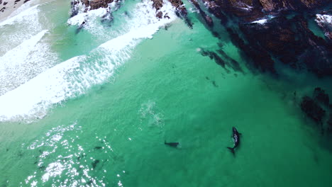 Southern-Right-whale-and-calf-very-close-to-shore-in-sandy-shallows,-overhead-drone