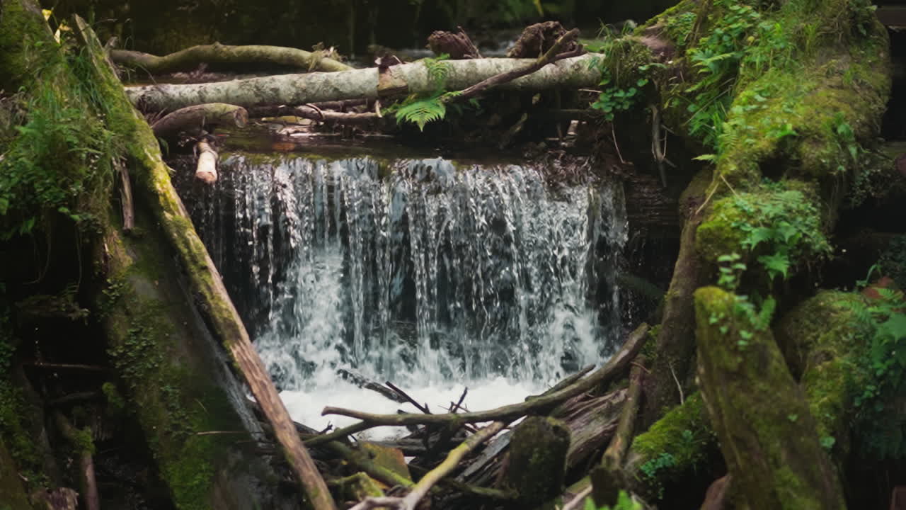 cascada con presa de viejas ramas de árboles secos en el bosque profundo cámara lenta. corriendo arroyo cascada en madera virgen en día de verano. vacaciones en la naturaleza