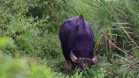 Gaur,-Boss-Gaurus,-Kuiburi-Nationalpark,-Thailand