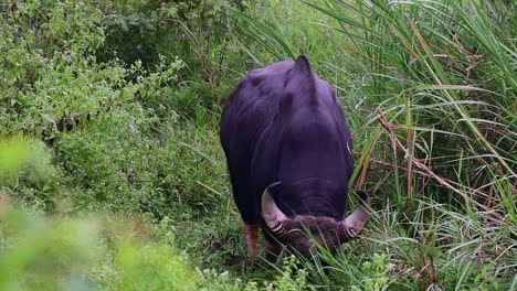 gaur, bos gaurus, parque nacional kui buri, tailandia