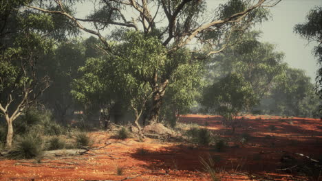 coastal vegetation with trees and shrubs