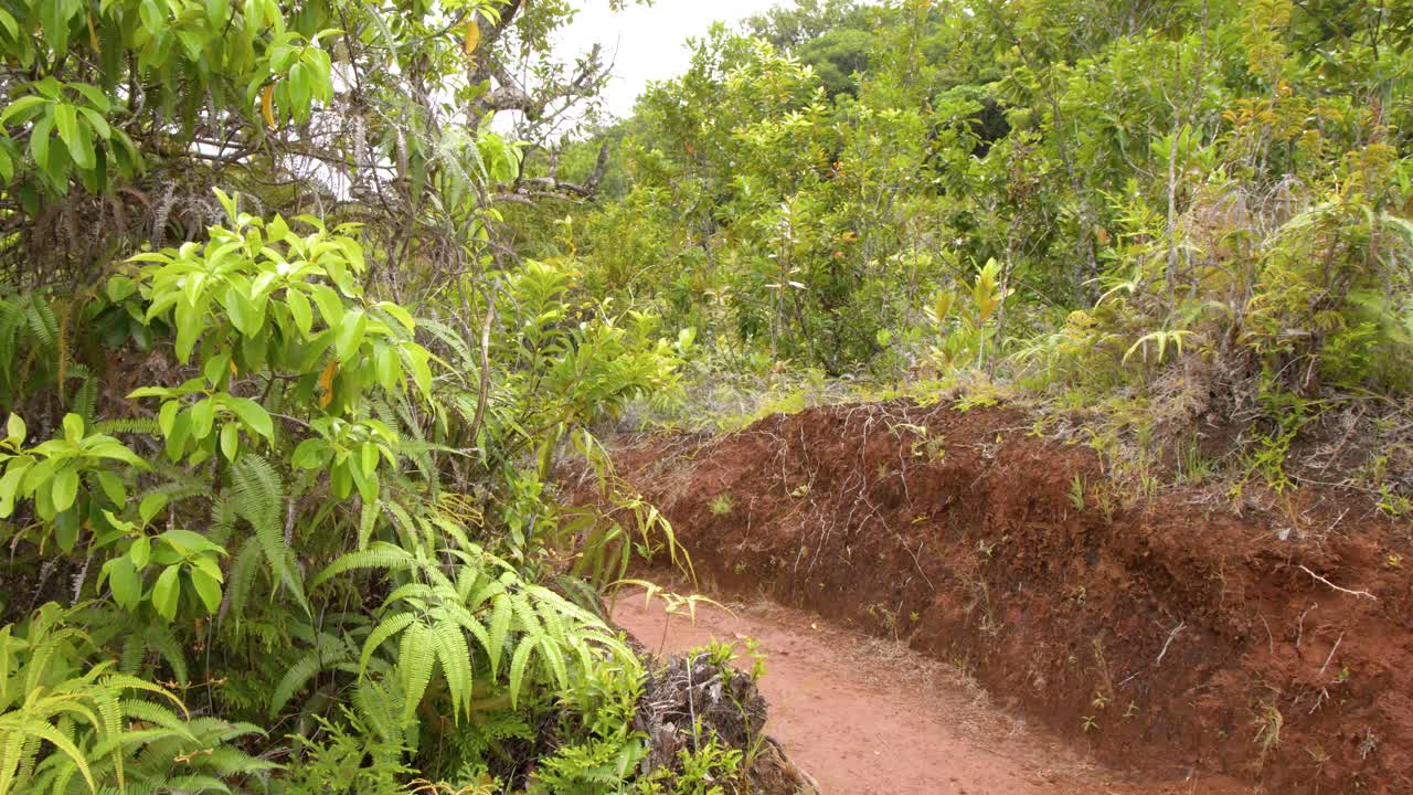 Una telecamera a mano si muove lungo un sentiero tortuoso di terra rossa attraverso la densa vegetazione verde dell'isola.