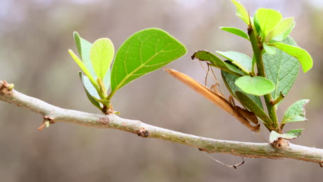 praying mantis sp