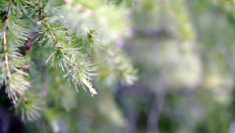 close-up of larch branches