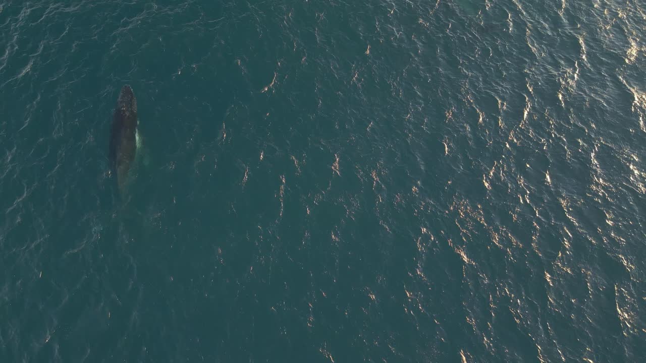 큰 혹등고래가 표면에 나타나고, 물  ⁇ 을 불어넣고, 헤엄쳐서 깊은 바다로 다시 잠수합니다.