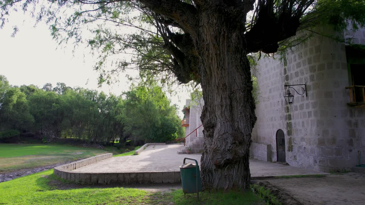 descubra la belleza de los molinos de sabandía al atardecer desde detrás de un árbol