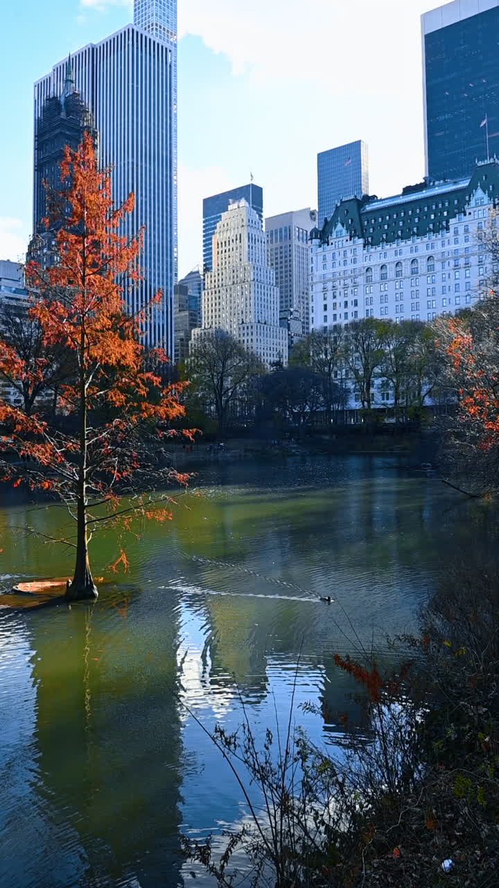 Vista do lago na bela Nova York, EUA. Árvores com cores vibrantes no outono. Vídeo vertical