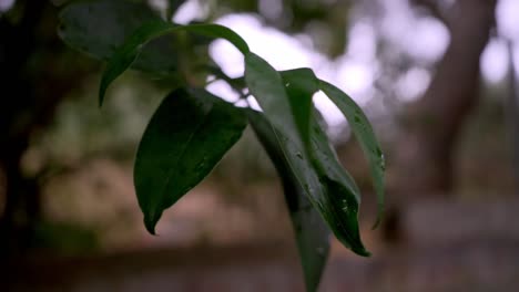 Close-up-isolated-shot-of-tree-branch-with-wet-leaves,-slowly-blowing-in-the-wind-,-blurry-background-120fps