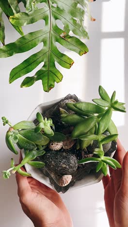 succulent plants in a hexagonal pot