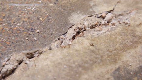 worker ants harvest a fly from the sidewalk - macro