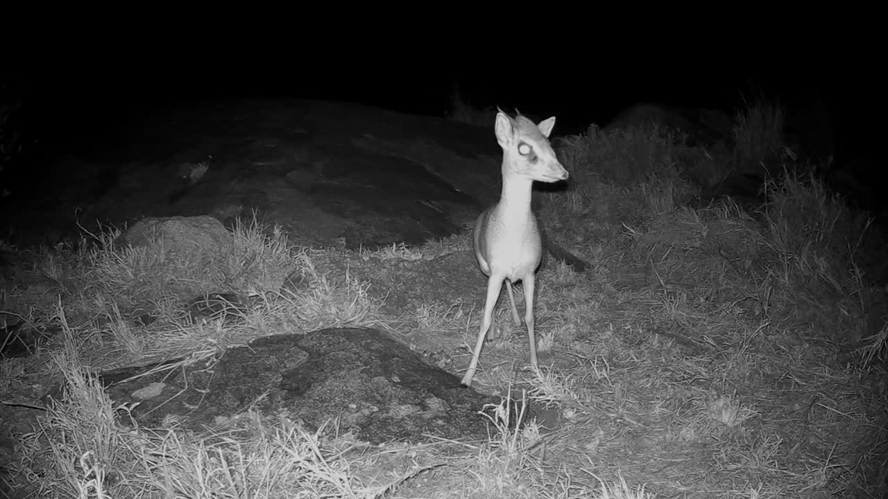 Night shot of suspicious Kirk's dik-dik (Madoqua kirkii) in Serengeti National Park, Tanzania