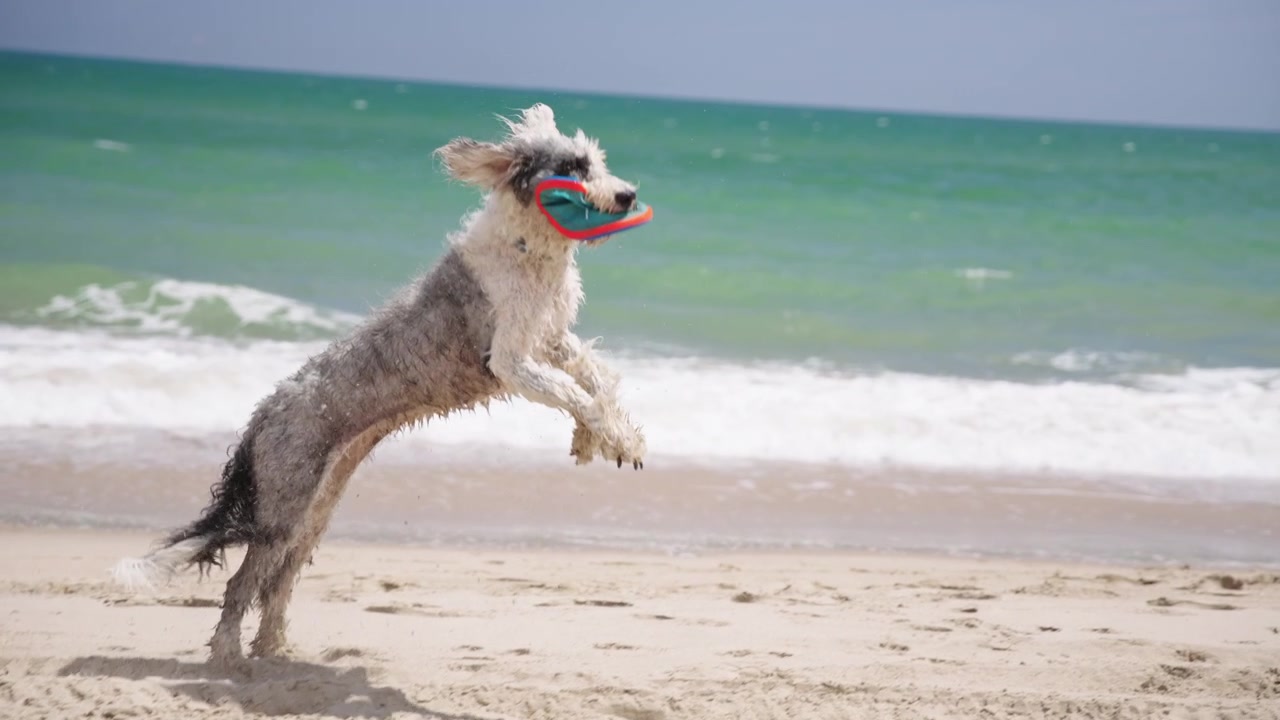 Cane agile bianco e grigio che salta per prendere un frisbee sulla sabbia della spiaggia durante le vacanze estive, al rallentatore