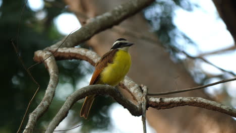 vivid social flycatcher perched in costa rican wilderness.