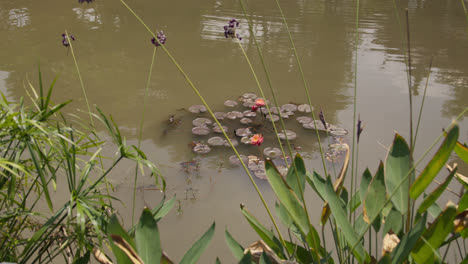 beautiful image of lotus flowers over a garden lake