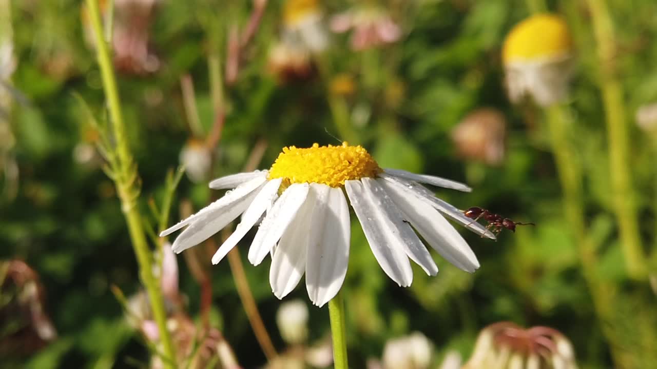 primer plano de una flor silvestre vista florecer