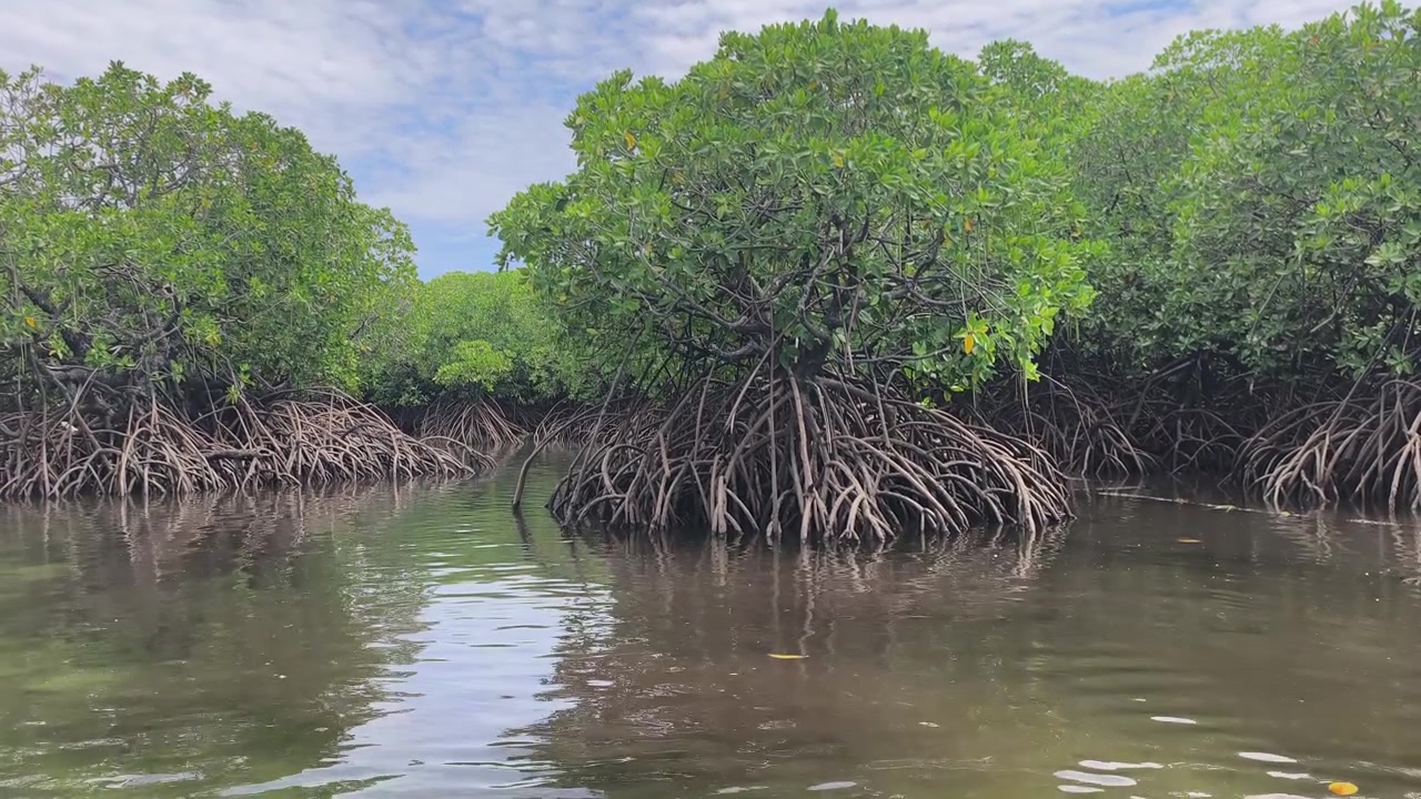En frodig mangroveskog frodas längs kusten. Den fungerar som en naturlig buffert mot vågor för att förhindra erosion. Detta unika ekosystem erbjuder en rik livsmiljö för flora och fauna.