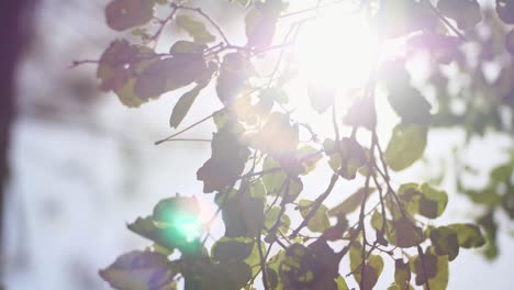 sunbeam radiating through the evergreen tree leaves. defocused