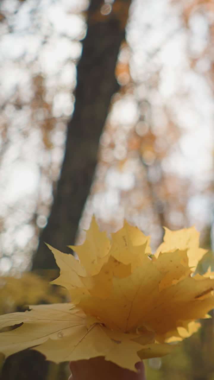 dama elegante con boina amarilla y gafas de sol girando hojas de otoño vibrantes en la mano como la luz del sol se refleja en la cara, rodeada de árboles altos en un bosque sereno lleno de follaje de otoño dorado