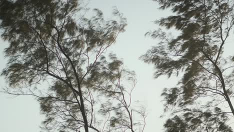 Wispy-pine-trees-blowing-in-the-breeze