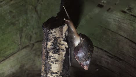 african giant snail - achatina fulica