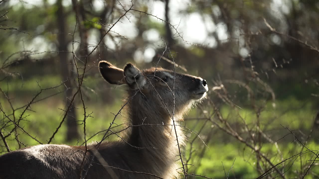 Antilope d'acqua spaventata da un rumore nella boscaglia africana e in fuga, inquadratura media attraverso i rami di un albero spinoso.