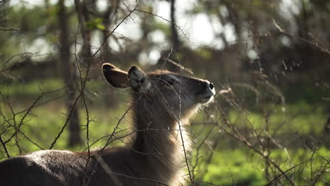Waterbuck-being-spooked-by-a-noise-in-the-African-bush-and-running-away,-medium-shot-through-the-branches-of-a-thorny-tree