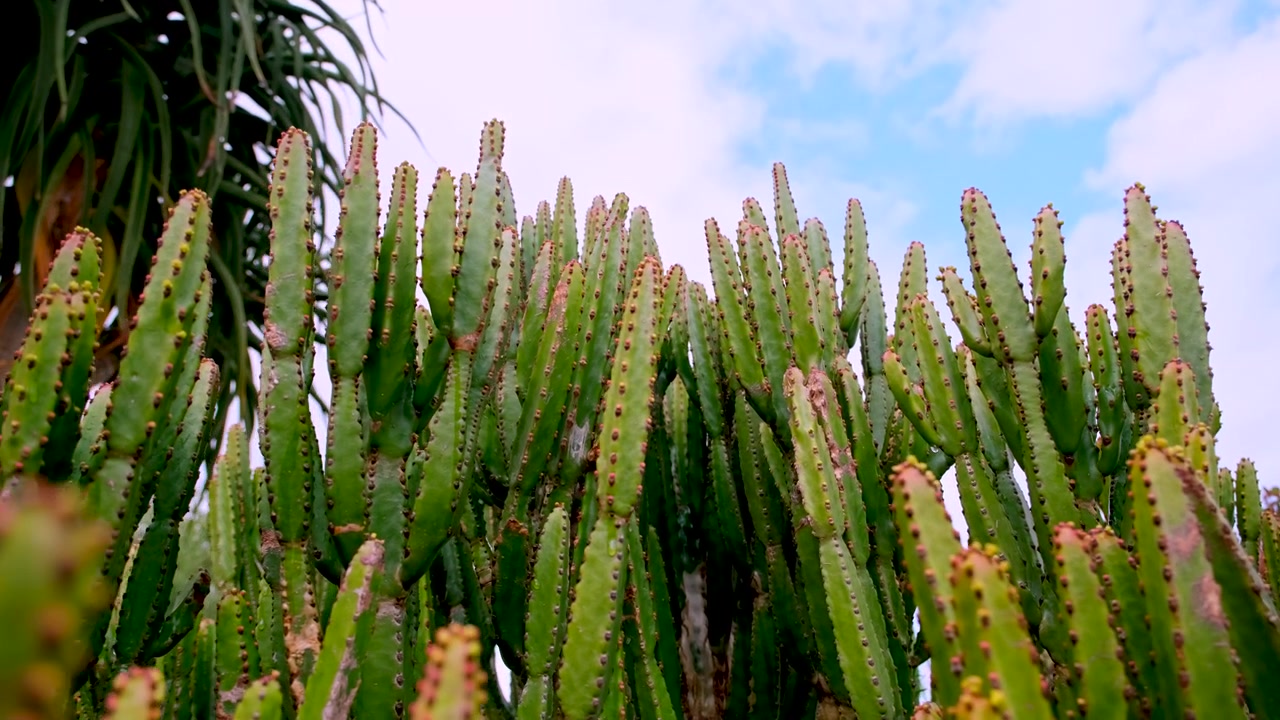 Euphorbia ingens Candelabra, albero succulento con rami colonnari e spine