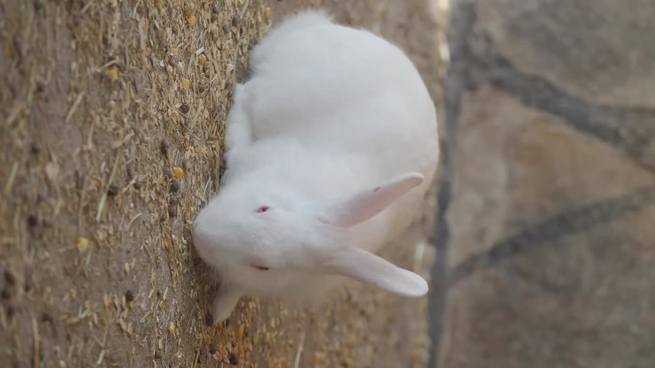 A small white rabbit on the ground