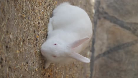 a small white rabbit on the ground