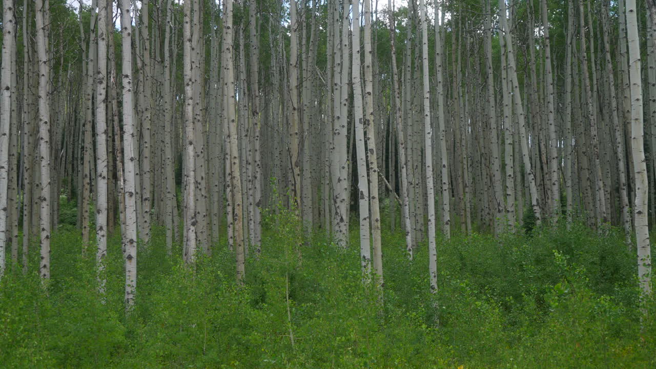cinematográfica cámara lenta panorámica a la izquierda colorado verano árbol de abeto blanco hoja verde impresionante pacífico profundo bosque grueso bosque kebler paso crested butte gunnison montañas rocosas verano durante el día acampar