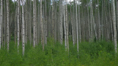 Cinematic-slow-motion-pan-to-the-left-Colorado-summer-white-Aspen-Tree-green-leaf-stunning-peaceful-deep-thick-grove-forest-Kebler-Pass-Crested-Butte-Gunnison-Rocky-Mountains-summer-during-day-camping