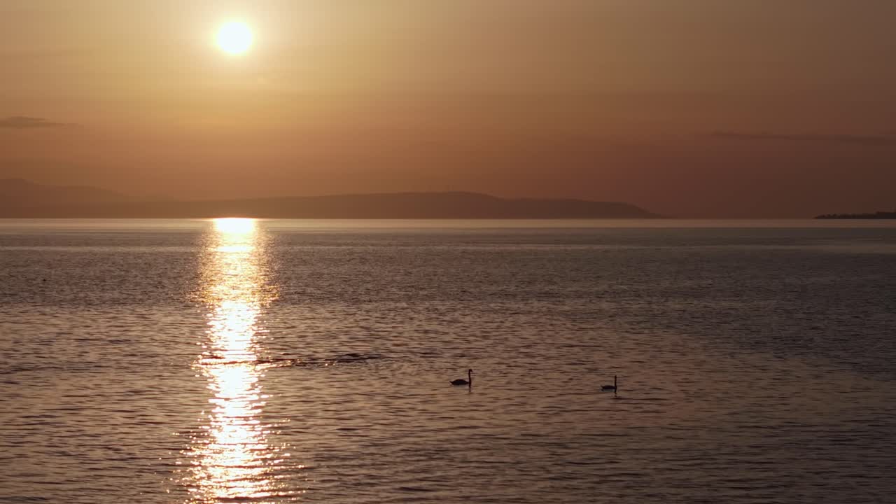 Two swans gracefully swim near the shore during sunset, surrounded by warm light and calm sea. A peaceful and romantic moment captured in nature