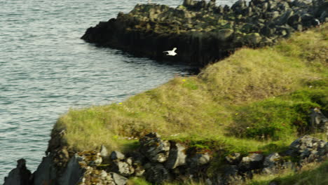 seagull flying over the snaefellsnes area in iceland