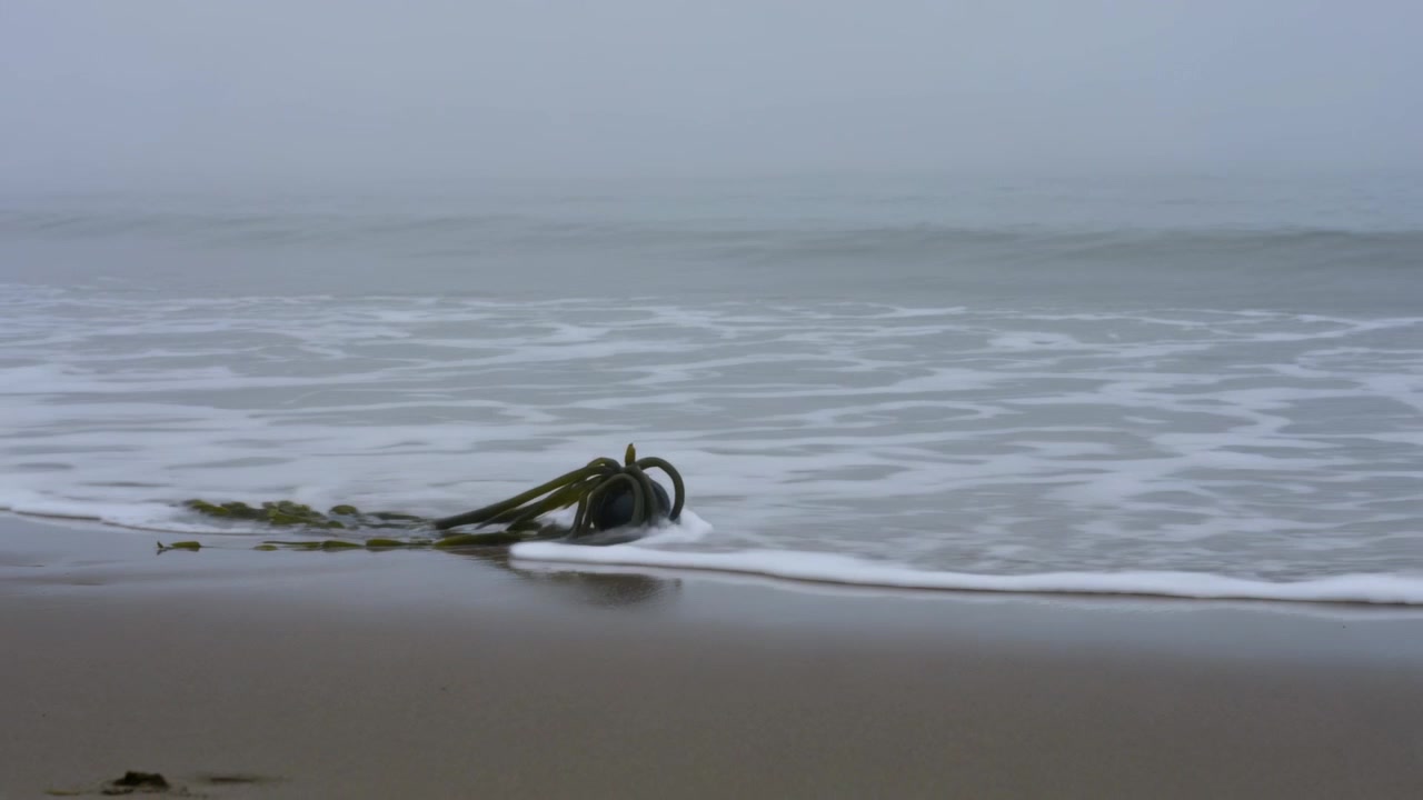 Advancing incoming swell bringing foamy ribbon toward centered kelp on wet sand, reflecting coils